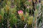 neohorela protea
