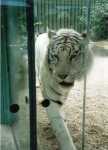 Bílí tygr